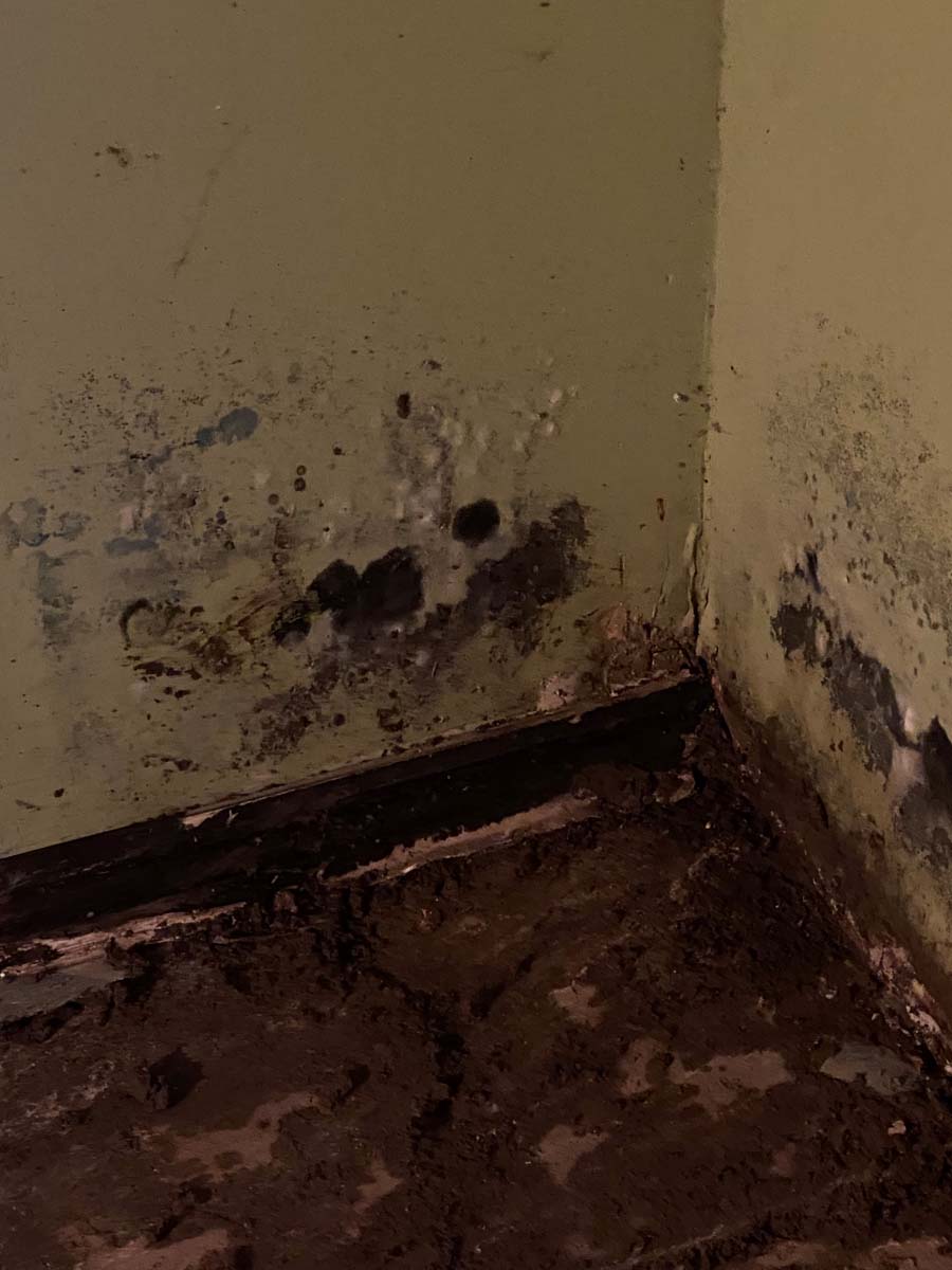 Mold from flood damage