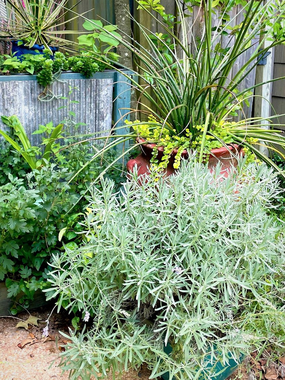 This Phenomenal lavender plant is Felder Rushing’s fourth try with growing lavender.