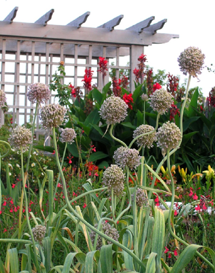 Felder Rushing says he grows both the mild and fiery-hot kinds of garlic plants for cooking and appreciates the winter foliage and late spring fist-size flowers.