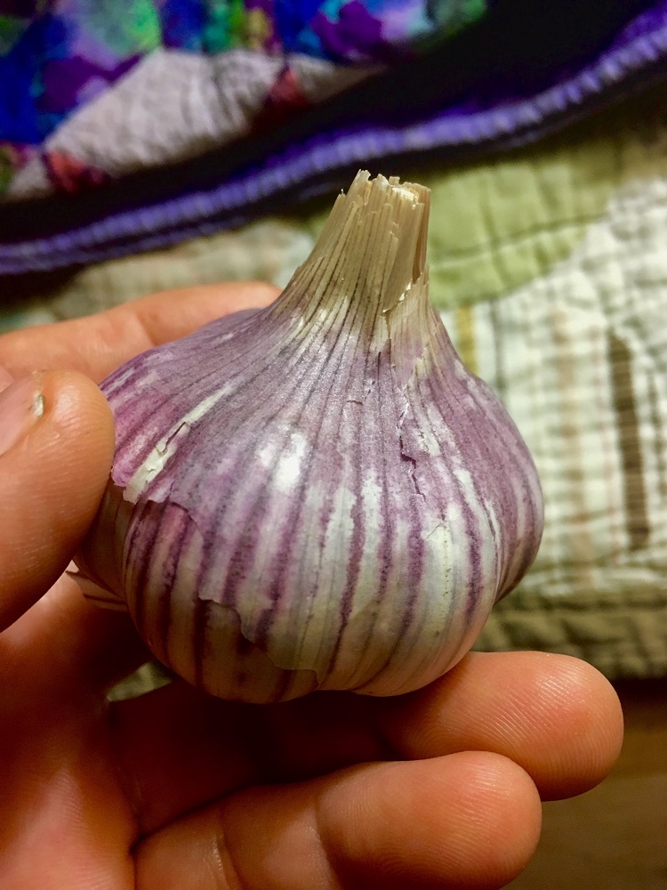 It’s almost time to set out garlic, one of the easiest winter crops. 