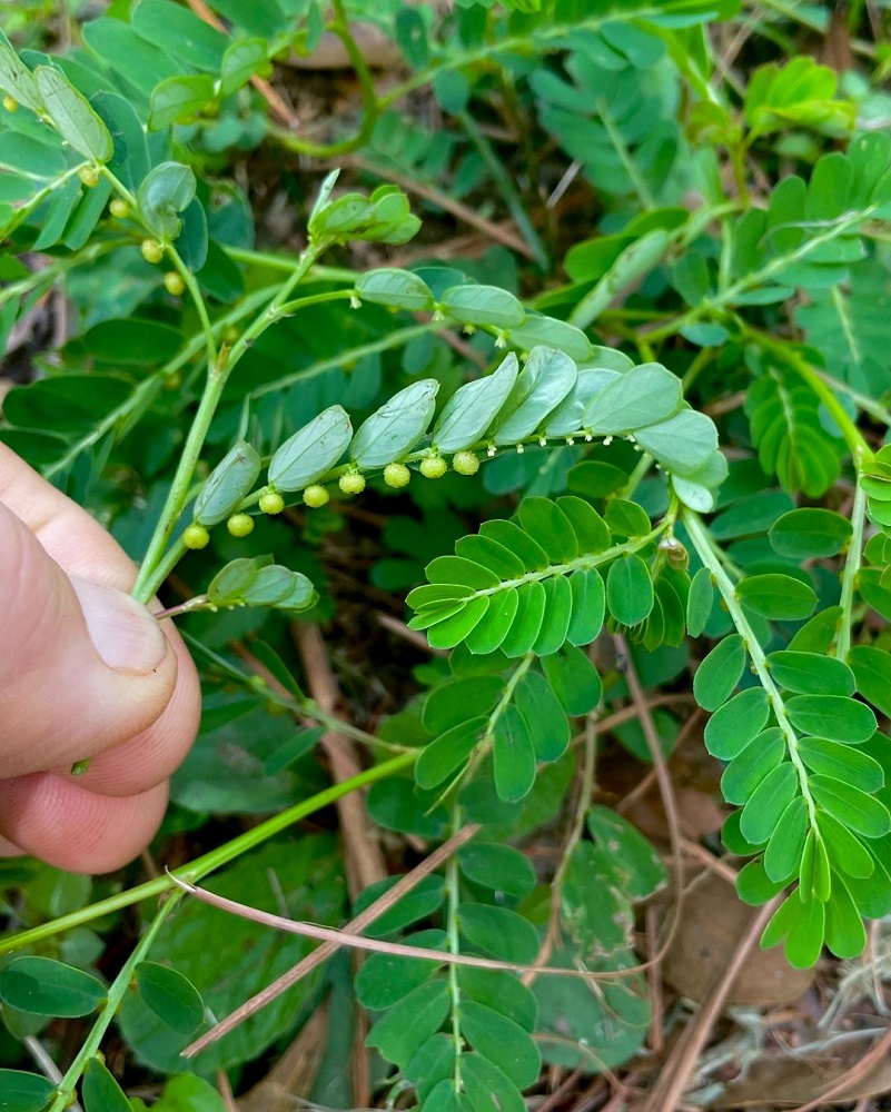 Members of the Mississippi Gardening Facebook group named the mimosa weed their worst weed. Tiny seedballs on undersides of leaves produce countless seeds that can sprout for years.