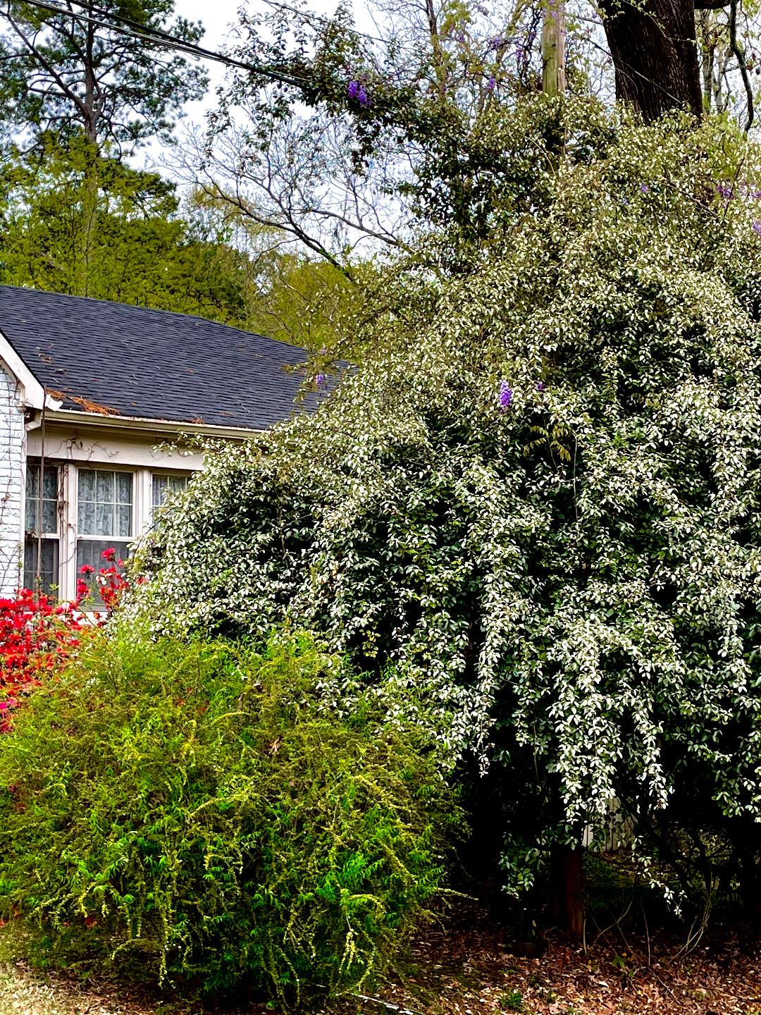 Eleagnus shrubs are vigorous semi-vines that naturally clamber 20 feet or higher.