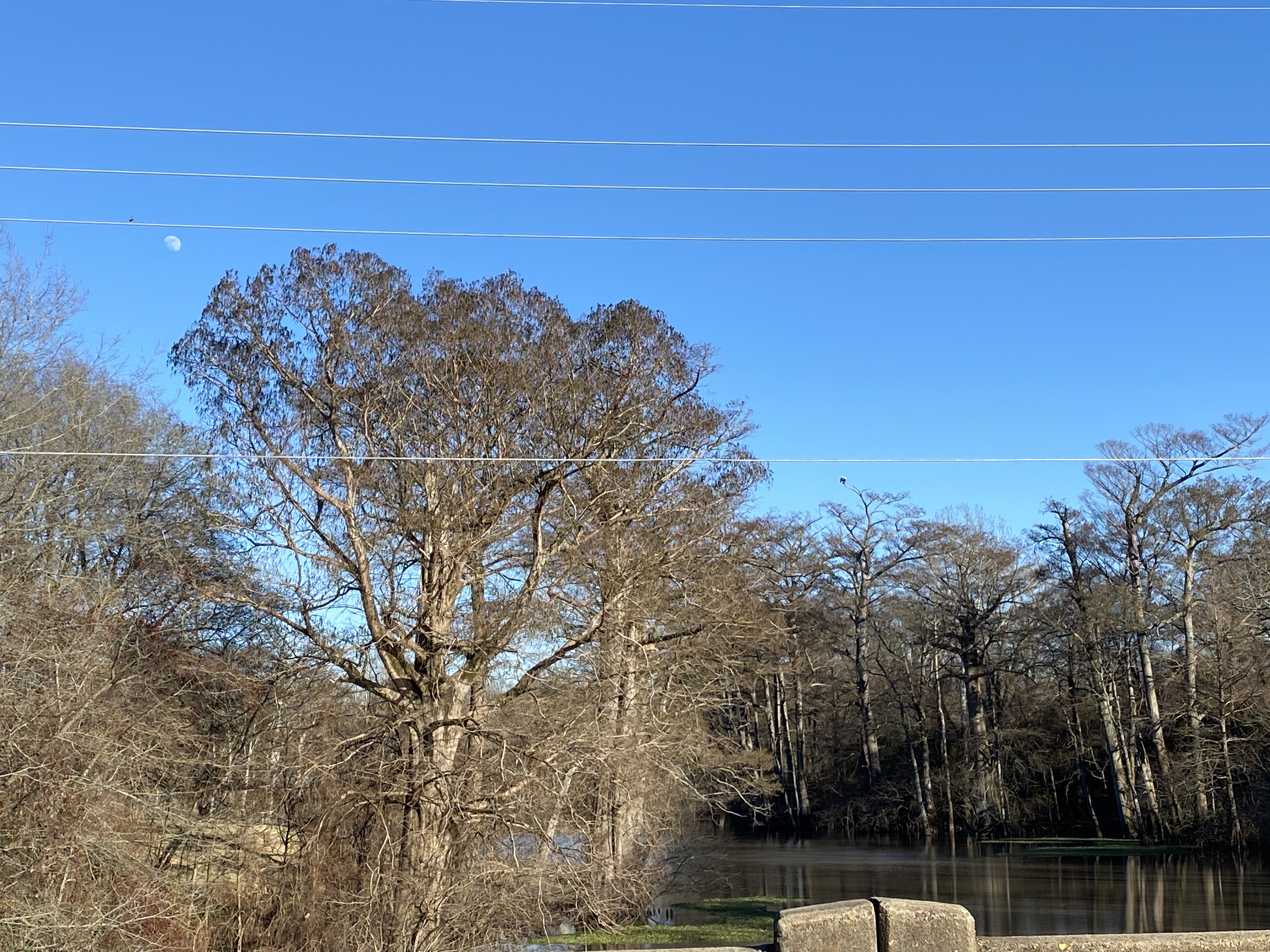Can you spot the glorious birds as seen from McNutt Bridge in Schlater?