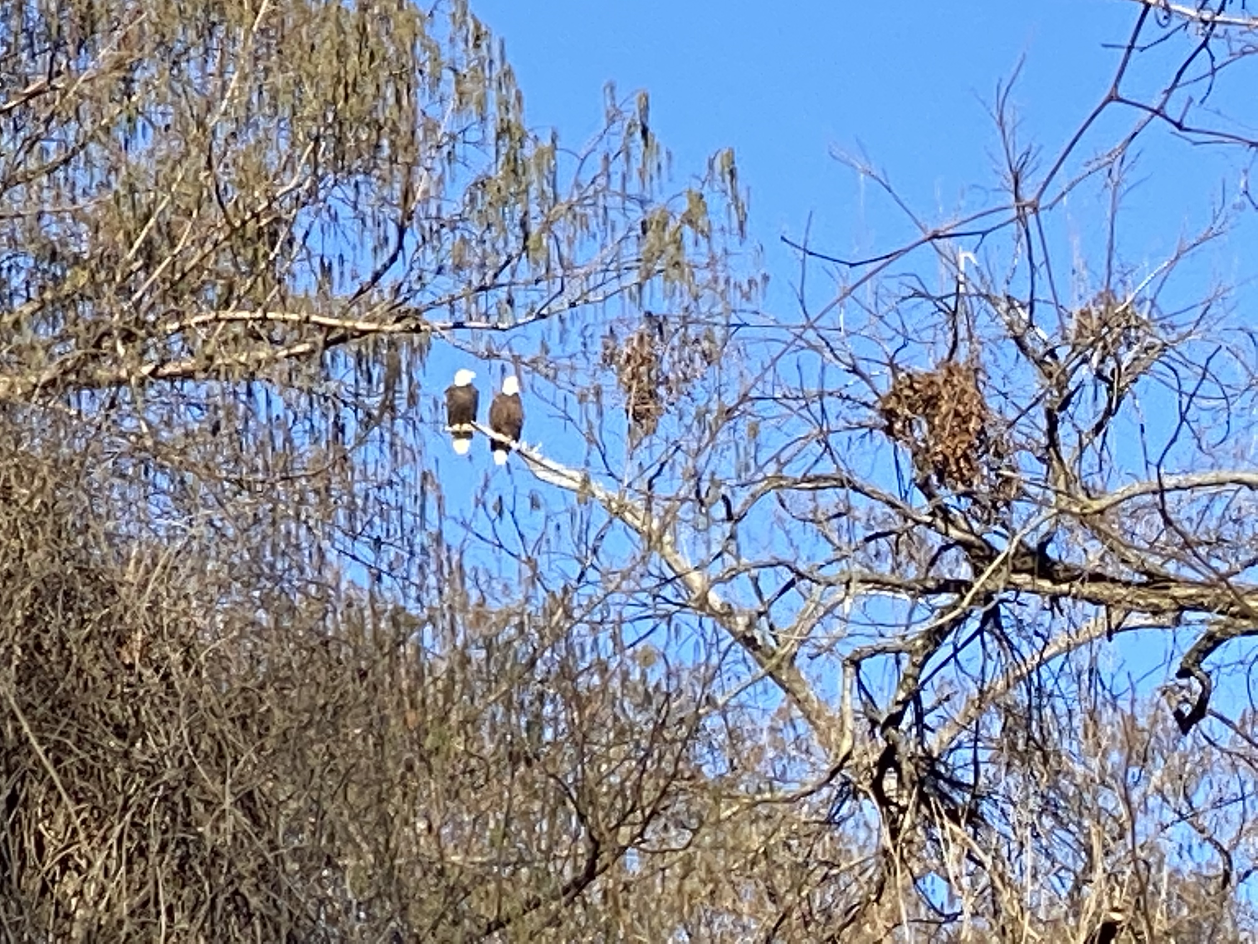 Closer view of eagles in Schlater