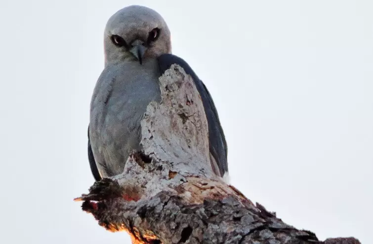 Bat Hawk with Beautiful Eyes
