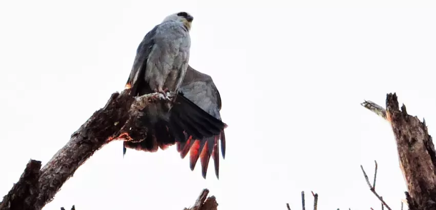 Showing Off Those Feathers