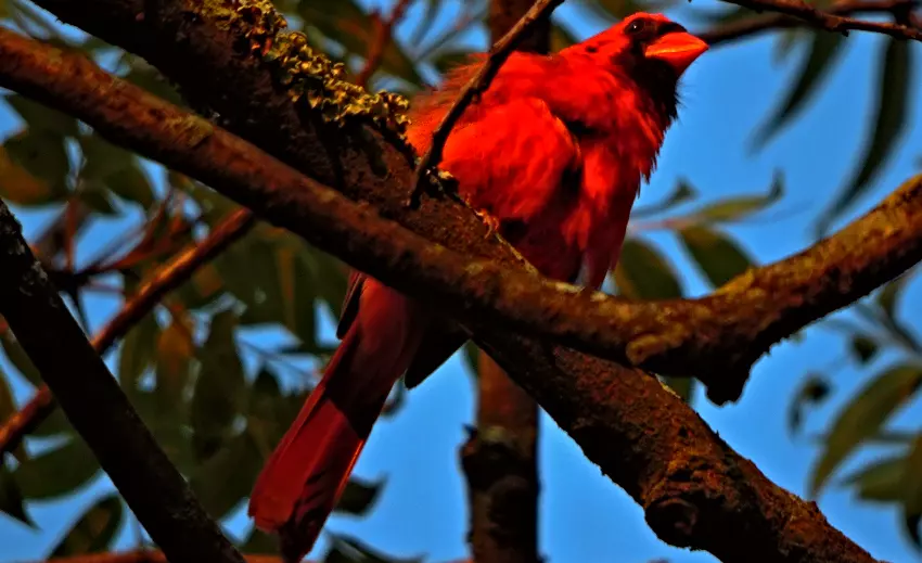 This little fellow is so handsome, dressed all in red!