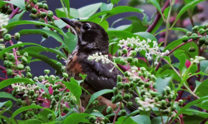 Berries for breakfast!