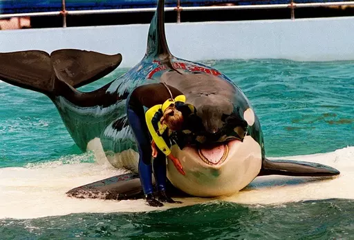 Trainer Marcia Hinton pets Lolita, a captive orca whale, during a performance at the Miami Seaquarium in Miami, March 9, 1995. Lolita, an orca whale held captive for more than a half-century, died Friday, Aug. 18, 2023, at the Miami Seaquarium as caregivers prepared to move her from the theme park in the near future. (Nuri Vallbona/Miami Herald via AP, File)