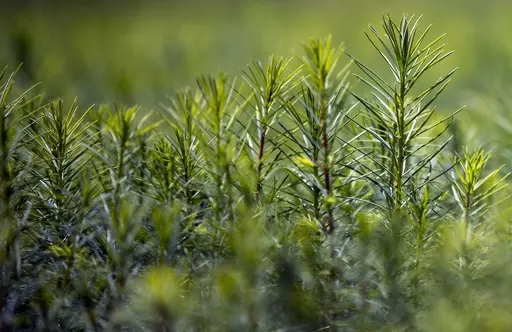 Douglas Fir seedlings grow at New Mexico State University's John T. Harrington Forestry Research Center in Mora, northern New Mexico, Aug. 24, 2022. The NMSU center plays a vital role in the reforestation process of ravaged areas affected by wildfires in the state of New Mexico. House Republicans are searching for solutions to climate change without restricting American-produced energy that comes from burning oil, coal and gas. (AP Photo/Andres Leighton, File)