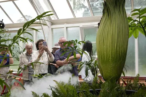 People view an endangered plant known as the "corpse flower" for its putrid stink, which is about to bloom at the Royal Botanical Gardens in Sydney, Australia, Thursday, Jan. 23, 2025. (AP Photo/Rick Rycroft)