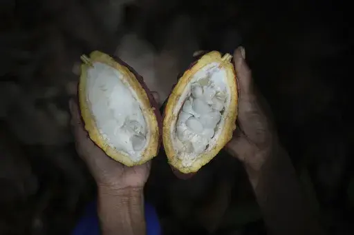 A farmer holds an opened cocoa pod at a plantation in Tanjung Rejo, Lampung province, Indonesia, Wednesday, Feb. 19, 2025. (AP Photo/Dita Alangkara)