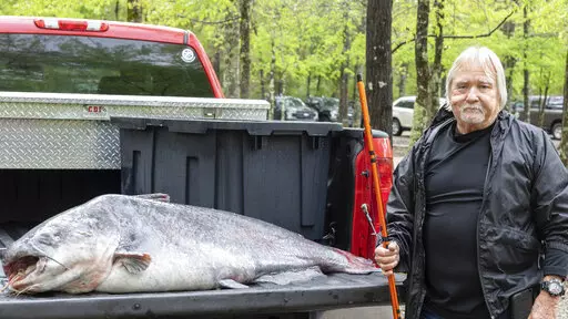 This April 11, 2022 photo provided by the Mississippi Department of Wildlife, Fisheries and Parks and taken in Jackson, Miss. shows  Eugene Cronley of Brandon and the record setting 131-pound (59.4-kilogram) blue catfish he caught, April 7 in the Mississippi River near Natchez. (Blythe Summers/Mississippi Department of Wildlife, Fisheries and Parks, via AP)