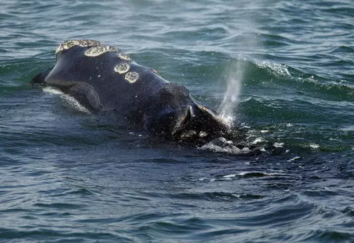 A North Atlantic right whale feeds on the surface of Cape Cod bay off the coast of Plymouth, Mass., March 28, 2018. A review of the status of the vanishing species of whale found that the animal's population is in worse shape than previously thought, federal ocean regulators said Monday, July 17, 2023. (AP Photo/Michael Dwyer, File)