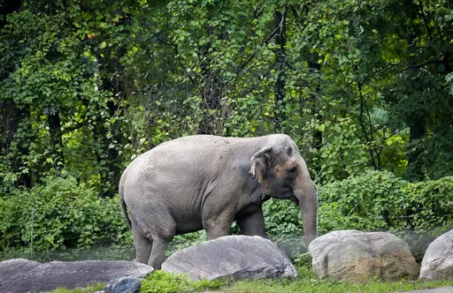 In this Oct. 2, 2018 file photo, Bronx Zoo elephant "Happy" strolls inside the zoo's Asia Habitat in New York.  A legal fight to release Happy the elephant from the Bronx Zoo after 45 years will be argued Wednesday, May 18, 2022,  before New York's highest court in a closely watched case over whether a basic right for people can be extended to an animal. AP Photo/Bebeto Matthews, File)