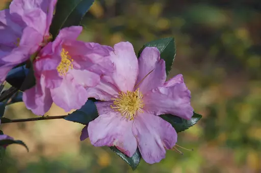 This undated photo provided by Planting Fields Archives shows Camellia sasanqua x 'Long Island Pink' flowers in bloom at Planting Fields Arboretum State Historic Park in Oyster Bay, New York. (Vincent A. Simeone/Planting Fields Archives via AP)