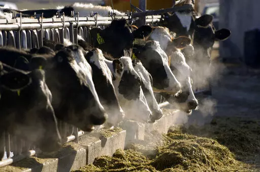 FILE- A line of Holstein dairy cows feed through a fence at a dairy farm on March 11, 2009, outside Jerome, Idaho. Greenhouse gas emissions from the way humans consume food could add nearly one degree of warming to the Earth’s climate by 2100, according to a new study Monday, March 6, 2023. Researchers found that the majority of greenhouse gas emissions come from three major food groups — meat from animals like cows, sheep and goats, dairy and rice. (AP Photo/Charlie Litchfield, File)