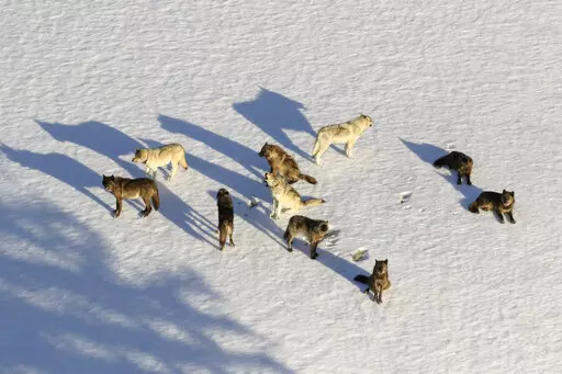 This March 21, 2019, aerial file photo provided by the National Park Service shows the Junction Butte wolf pack in Yellowstone National Park, Wyo. Park officials say 23 wolves have been killed by hunters and trappers after roaming out of the park in recent months. (National Park Service via AP, File)