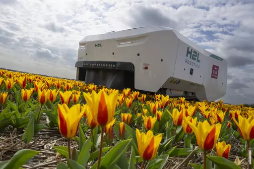 Theo the robot works weekdays, weekends and nights and never complains about a sore spine despite performing hour upon hour of what for a regular farmworker would be backbreaking work checking Dutch tulip fields for sick flowers in Noordwijkerhout, Netherlands, Tuesday, March 19, 2024. The boxy robot, named after a former employee at the WAM Pennings flower farm near the Dutch North Sea coast, is a new high-tech weapon in the battle to root out disease from the bulb fields as they erupt into a r
