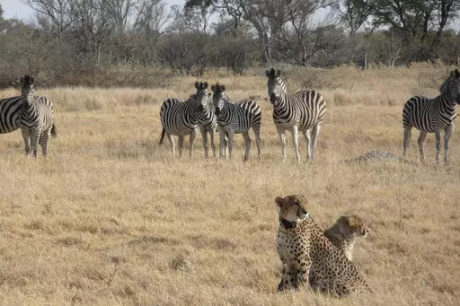 In this photo provided by Briana Abrahms, a female cheetah and her cub sit watchfully in front of a herd of zebra in northern Botswana on Aug. 23, 2011. The female wears a GPS collar as part of a study. Cheetahs are usually daytime hunters, but the speedy big cats will shift their activity toward dawn and dusk hours during warmer weather, according to a study published Wednesday, Nov. 8, 2023, in the journal Proceedings of the Royal Society B. Unfortunately for endangered cheetahs, that sets the