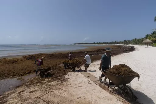 Workers, who were hired by residents, remove sargassum seaweed from the Bay of Soliman, north of Tulum, Quintana Roo state, Mexico, Aug. 3, 2022. On shore, sargassum is a nuisance — carpeting beaches and releasing a pungent smell as it decays. For hotels and resorts, clearing the stuff off beaches can amount to a round-the-clock operation. (AP Photo/Eduardo Verdugo, File)