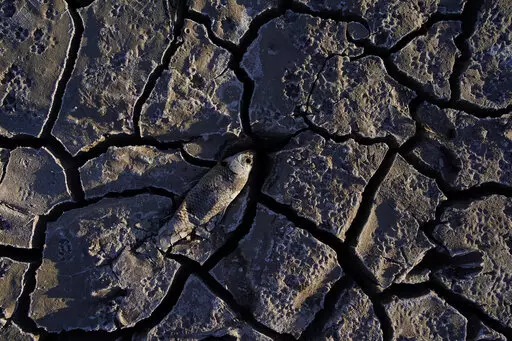 A dead fish that used to be underwater sits on cracked earth above the water level on Lake Mead at the Lake Mead National Recreation Area on May 9, 2022, near Boulder City, Nev. Federal officials on Tuesday, Aug. 16, 2022, are expected to announce water cuts that would further reduce how much Colorado River water some users in the seven U.S. states reliant on the river and Mexico receive. (AP Photo/John Locher, File)