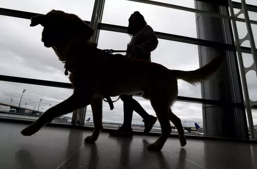 A trainer walks with a service dog through the Terminal C at Newark Liberty International Airport while taking part of a training exercise, Saturday, April 1, 2017, in Newark, N.J. All dogs coming into the U.S. from other countries must be at least 6 months old and microchipped, according to new government rules published Wednesday, May 8, 2024. The new rules were prompted by concerns about dogs coming from countries where rabies is common, and applies to dogs brought in by breeders or rescue gr