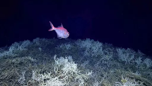 In this image provided by NOAA Ocean Exploration, an alfonsino fish swims above a thicket of Lophelia pertusa coral during a dive on a cold water coral mound in the center of the Blake Plateau off the southeastern coast of the U.S., in June 2019. In January 2024, scientists announced they have mapped the largest coral reef deep in the ocean, stretching hundreds of miles off the U.S. coast. While researchers have known since the 1960s that some coral were present off the Atlantic coast, the reef'