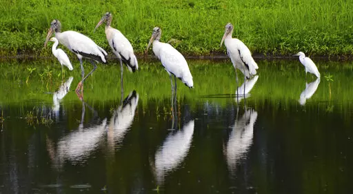 A flock of wood storks mingles with egrets as they stand in a retention pond along a road in Atlantic Beach, Fla., just before the Intracoastal Bridge on Aug. 12, 2015. The ungainly yet graceful wood stork, which was on the brink of extinction in 1984, has recovered sufficiently in Florida and other Southern states that U.S. wildlife officials on Tuesday, Feb. 14, 2023, proposed removing the wading bird from the endangered species list. (Bob Mack/The Florida Times-Union via AP, File)
