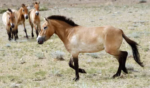 This photo taken on Thursday, June 16, 2011 shows four Przewalski's Horses after being released at the Khomiin Tal reservation in Western Mongolia. Archaeologists have identified the earliest direct evidence for horseback riding – an innovation that would transform human history – in 5,000 year old skeletons in central Europe. (AP Photo/Petr David Josek, File)