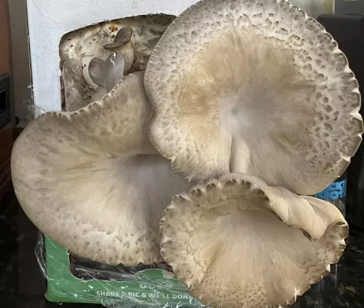 This Nov. 24, 2023 image provided by Jessica Damiano shows a crop of mushrooms growing from a Back to the Roots kit on a kitchen countertop on Long Island, New York. (Jessica Damiano via AP)