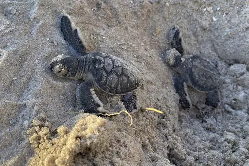 A pair of Green Sea Turtle hatchings make their way to the Atlantic Ocean in this Aug. 8, 2023, photo at the Canaveral Sea Shore in Cape Canaveral, Fla. By most measures, it was a banner year for sea turtle nests at beaches around the U.S., including record numbers for some species in Florida and elsewhere. Yet the positive picture for turtles is tempered by climate change threats, including higher sand temperatures that produce fewer males, changes in ocean currents that disrupt their journeys 