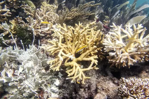 This photo provided by the University of Miami Coral Reef Futures Lab, shows fire coral and staghorn corals with bleaching, tissue loss, and recent mortality on Thursday, July 20, 2023, in the North Dry Rocks Reef off the coast of Key Largo, Fla. Some Florida Keys corals are losing their color weeks earlier in the summer than has been documented before, meaning they are under stress and their health is potentially endangered, federal scientists said. (Liv Williamson/University of Miami Rosenstie