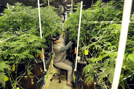 Heather Randazzo, a grow employee at Compassionate Care Foundation's medical marijuana dispensary, trims leaves off marijuana plants in the company's grow house in Egg Harbor Township, N.J., March 22, 2019. Recreational marijuana sales in New Jersey for those 21 and older will begin April 21, 2022, Democratic Gov. Phil Murphy said Thursday, April 14. (AP Photo/Julio Cortez, File)