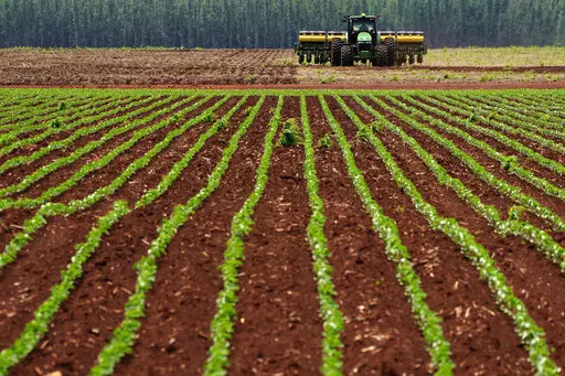 Agricultural machine works at a soybean plantation at the Passatempo farm, Sidrolandia, Mato Grosso do Sul state, Brazil, Thursday, Oct. 20, 2022. President Jair Bolsonaro trusts his support among agribusiness leaders to help him win reelection later this month, while frontrunner Brazil's Former President Luiz Inacio Lula da Silva tries to make inroads with rural voters with a boost from defeated presidential candidate Sen. Simone Tebet, who is from the state of Mato Grosso do Sul. (AP Photo/Era