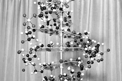 A model of a DNA molecule is displayed in the New York office of the Sloan-Kettering Institute for Cancer Research on Oct. 18, 1962. The discovery of DNA’s “twisted ladder” structure 70 years ago opened up a world of new science — and also sparked disputes over who contributed what and who deserves credit. In an opinion piece published Tuesday, April 25, 2023, in the journal Nature, two historians are suggesting that while James Watson and Francis Crick did rely on research from Rosalind