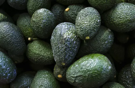 Recently harvested avocados at an orchard near Ziracuaretiro, Michoacan state, Mexico, Oct. 1, 2019. Mexico has acknowledged late Saturday, Feb. 13, 20222, that the U.S. government has suspended all imports of Mexican avocados after a U.S. plant safety inspector in Mexico received a threat. (AP Photo/Marco Ugarte, File)