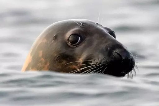 A gray seal swims in Casco Bay, off Portland, Maine, in this Sept. 15, 2020 file photo. Seal die-offs from the bird flu have been detected everywhere from New England to Chile. (AP Photo/Robert F. Bukaty, files)