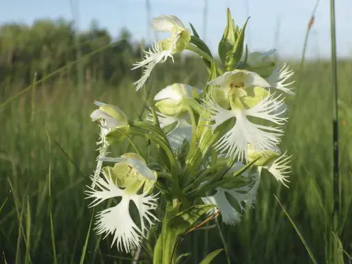 The western prairie fringed orchid is seen blooming on Wednesday, July 3, 2024, on the Sheyenne National Grassland in North Dakota. The orchid has declined due to loss of its native prairie habitat, among other factors, and is classified as a threatened species under the federal Endangered Species Act. (AP Photo/Jack Dura)