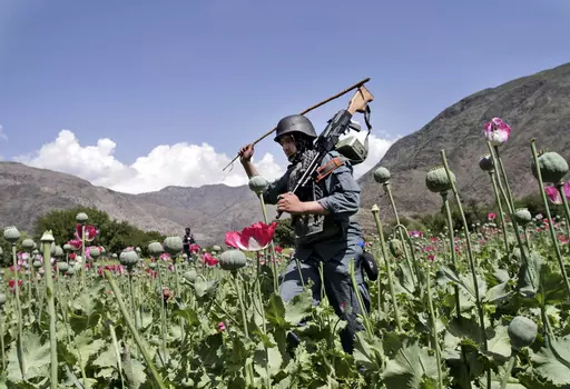Armed Afghan policemen destroy an opium poppy field in Noorgal, Kunar province, east of Kabul, Afghanistan on April 13, 2013. Afghan farmers have lost income of more than $1 billion from opium sales after the Taliban outlawed poppy cultivation, according to a report from the U.N. drugs agency published Sunday, Nov. 5, 2023. (AP Photo/Rahmat Gul, File)