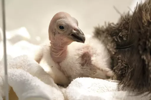 Condor chick LA1123 waits for it's feeding in a temperature controlled enclosure at the Los Angeles Zoo on Tuesday, May 2, 2023. The chick hatched Sunday April 30, 2023. The latest breeding efforts to boost the population of North America's largest land bird, an endangered species where there are only several hundred in the wild. Experts say say the species cannot sustain itself without human intervention. More birds still die in the wild each year than the number of chicks that are born, both i