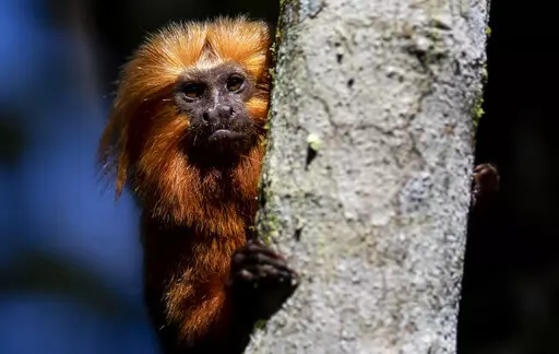 A golden lion tamarin sits in a tree in the Atlantic Forest region of Silva Jardim, Rio de Janeiro state, Brazil, Friday, July 8, 2022. A campaign to vaccinate these endangered monkeys in Brazil against yellow fever may help save them from extinction. (AP Photo/Bruna Prado)