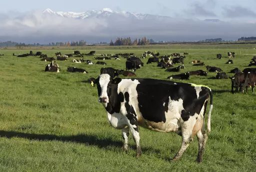 Dairy cows graze on a farm near Oxford, New Zealand, on Oct. 8, 2018. New Zealand scientists are coming up with some surprising solutions for how to reduce methane emissions from farm animals. (AP Photo/Mark Baker, File)