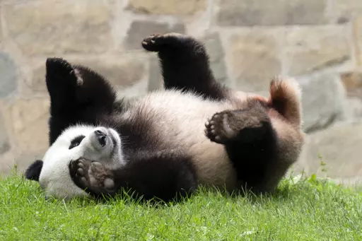 Giant panda Xiao Qi Ji plays at his enclosure at the Smithsonian National Zoo in Washington, Sept. 28, 2023. Early Wednesday morning, Nov. 8, three large white crates containing giant pandas Mei Xiang, Tian Tian and their cub Xiao Qi Ji were loaded by forklifts onto waiting trucks for the trip ro Chengdu, China. (AP Photo/Jose Luis Magana, File)
