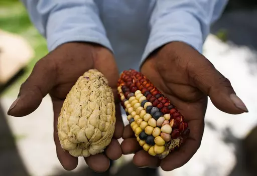 Farmer Juan Vargas shows samples of his heirloom corn grown on his farm in Ixtenco, Mexico, Thursday, June 15, 2023. For years, Vargas worried that these heirloom varieties — running from deep red to pale pink, from golden yellow to dark blue — passed down from his parents and grandparents would disappear. (AP Photo/Fernando Llano)