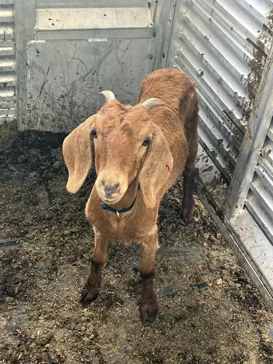 This photo provided by the Willacy County Livestock Show and Fair shows a rodeo goat named Willy, who was captured on Monday, July 31, 2023, after having gone missing on July 15, in a rural South Texas county. Residents in Willacy County had searched for the goat on horses, ATVs and by drone.Willy was found by 16-year-old Ricardo Rojas III and family friend Sammy Ambriz after they spotted her in a wooded area near Rojas' home. (Willacy County Livestock Show and Fair via AP)