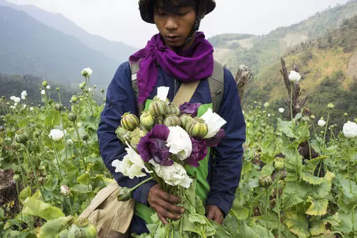 A member of Pat Jasan, a grassroots organization motivated by their faith to root out the destructive influence of drugs, holds poppies as his group slashes and uproots them from a hillside, in Lung Zar village, northern Kachin State, Myanmar on Feb. 3, 2016. The production of opium in Myanmar has flourished since the military's seizure of power, with the cultivation of poppies up by a third in the past year as eradication efforts have dropped off and the faltering economy has led more people to