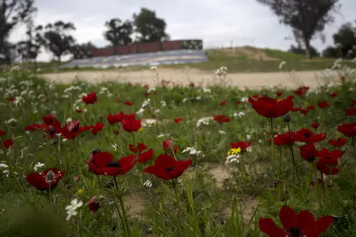 Anemone wildflowers bloom in Re'im, southern Israel, Monday, Feb. 12, 2024, at the site of a cross-border attack by Hamas on the Nova music festival where hundreds of revelers were killed and kidnapped into the Gaza Strip. As spring approaches each year, wildflowers erupt across Israel. Nowhere is the show more dramatic than in southern Israel, near Gaza, where brilliant red anemones burst forth with such intensity that rolling hills seem to grow red carpets. The flowers are especially symbolic 