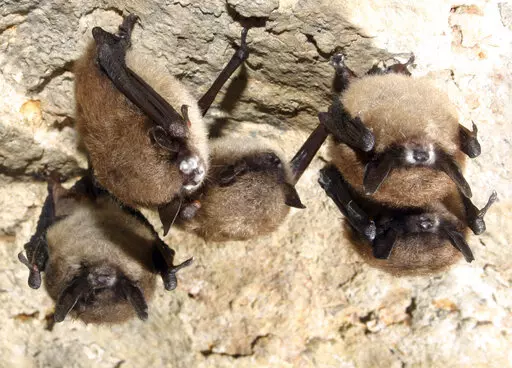 This undated photo from the U.S. Fish and Wildlife Service shows little brown bats with the fuzzy white patches of fungus typical of white nose syndrome, which affects at least 12 species nationwide. Louisiana is now among 41 states where the fungus has been found on bats, though the disease has not shown up in the state. (U.S. Fish and Wildlife Service via AP)