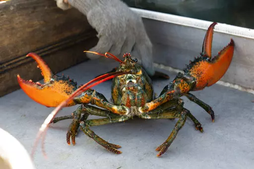 A lobster rears its claws after being caught off Spruce Head, Maine, Aug. 31, 2021. Environmental groups are once again at odds with politicians and fishermen in New England in the wake of a decision by high-end retail giant Whole Foods to stop selling Maine lobster. (AP Photo/Robert F. Bukaty, File)